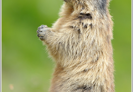 Alpenmurmeltier (Marmota marmota)