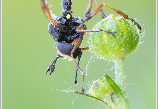 Dickkopffliege (Physocephala rufipes)
