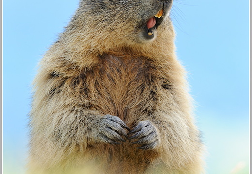 Alpenmurmeltier (Marmota marmota)