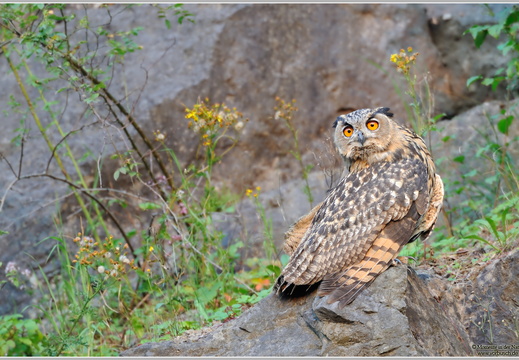 Uhu (Bubo bubo)