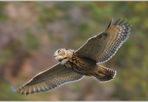 Uhu (Bubo bubo)