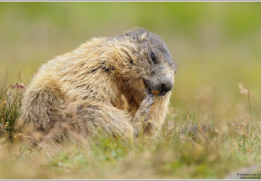 Alpenmurmeltier (Marmota marmota)