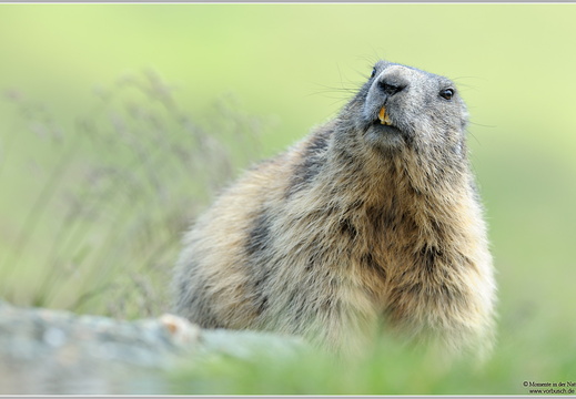 Alpenmurmeltier (Marmota marmota)