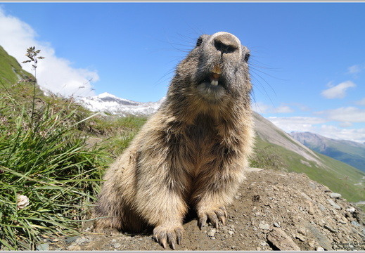 Alpenmurmeltier (Marmota marmota)