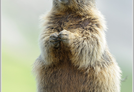 Alpenmurmeltier (Marmota marmota)