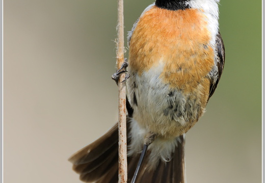 Schwarzkehlchen (Saxicola torquata)