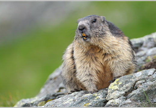 Alpenmurmeltier (Marmota marmota)