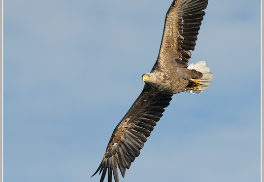 Seeadler (Haliaeetus albicilla)