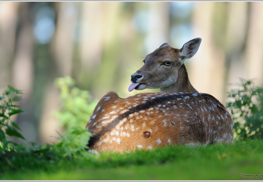 Damhirsch (Dama dama)