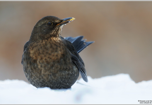 Amsel (Turdus merula)