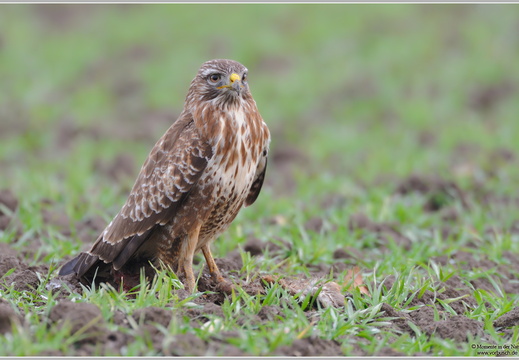 Mäusebussard (Buteo buteo)