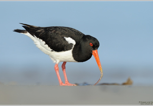 Austernfischer (Haematopus ostralegus)