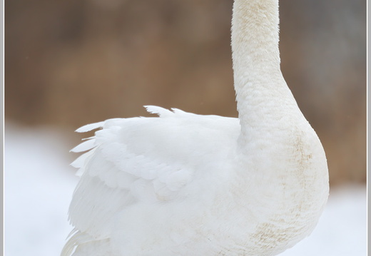 Höckerschwan (Cygnus olor)