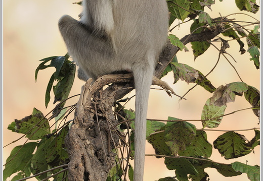 Hanuman-Langur (Semnopithecus)