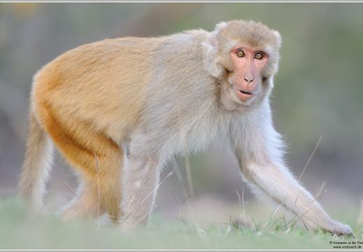 Rhesusaffe (Macaca mulatta)