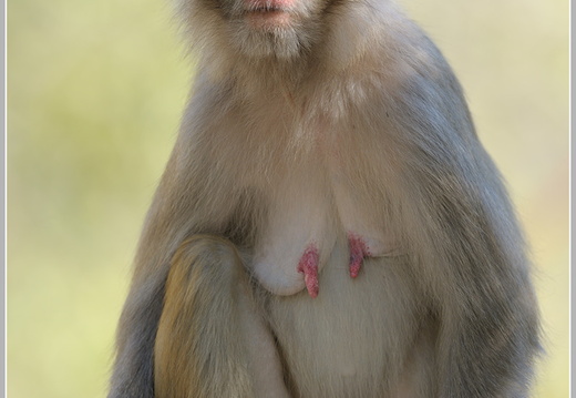 Rhesusaffe (Macaca mulatta)