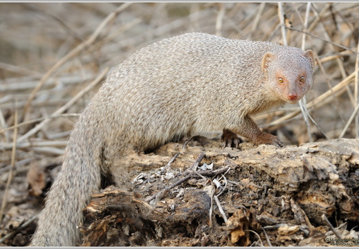 Indischer Mungo (Herpestes edwardsii)