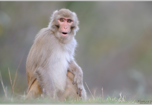 Rhesusaffe (Macaca mulatta)