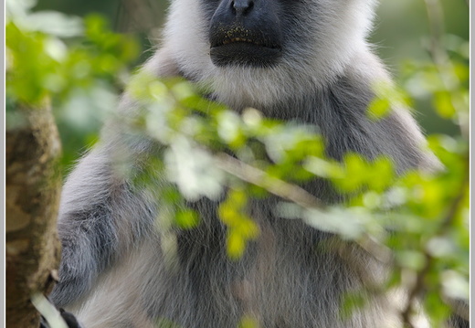 Hanuman-Langur (Semnopithecus)