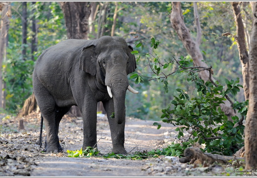 Asiatischer Elefant (Elephas maximus)