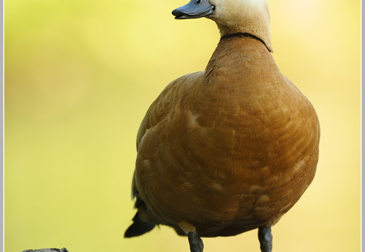 Rostgans (Tadorna ferruginea)
