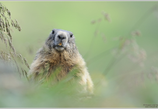 Alpenmurmeltier (Marmota marmota)