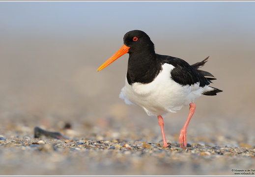 Austernfischer (Haematopus ostralegus)