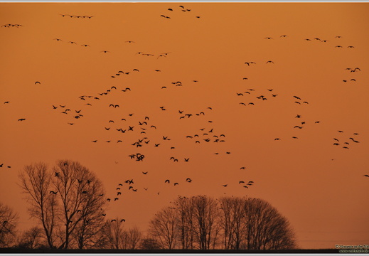 Blässgans (Anser albifrons)