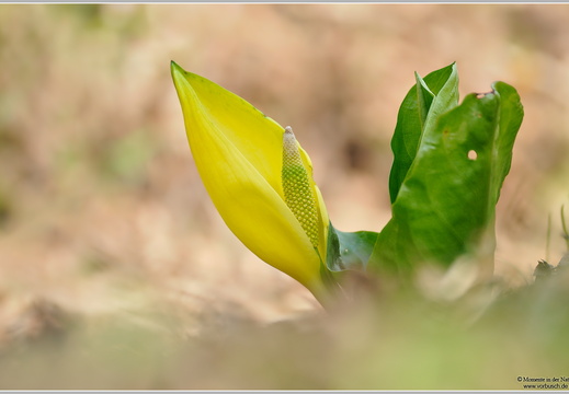 Amerikanischer Riesenaronstab (Lysichiton americanus)