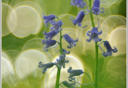 Atlantisches Hasenglöckchen (Hyacinthoides non-scripta)
