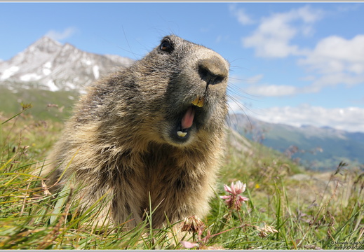 Alpenmurmeltier (Marmota marmota)
