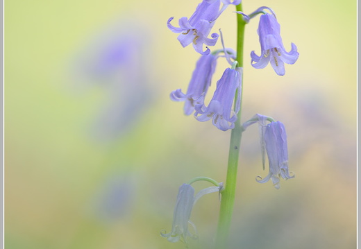 Atlantisches Hasenglöckchen (Hyacinthoides non-scripta)