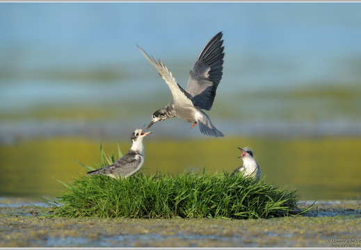 Trauerseeschwalbe (Chlidonias niger)