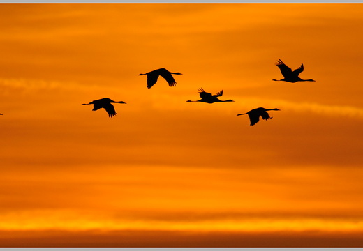 Grauer Kranich (Grus grus)