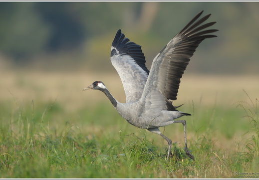 Grauer Kranich (Grus grus)