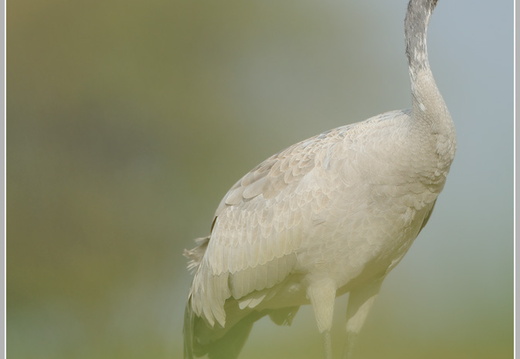 Grauer Kranich (Grus grus)