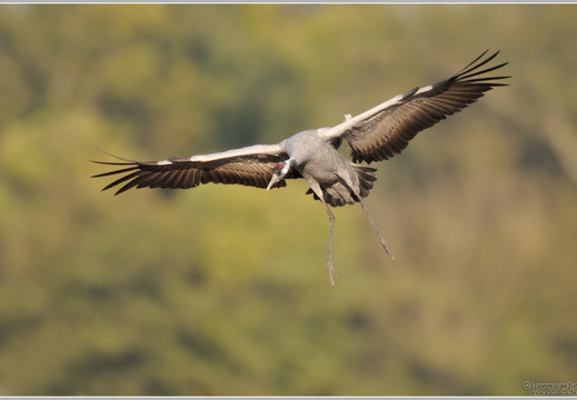 Grauer Kranich (Grus grus)