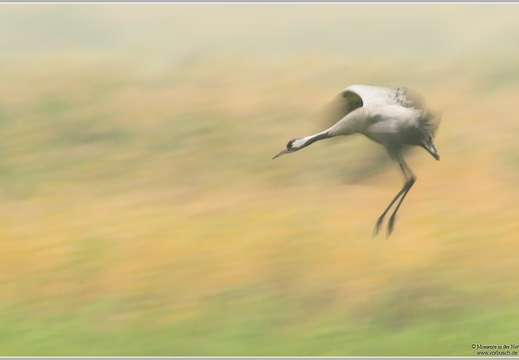 Grauer Kranich (Grus grus)