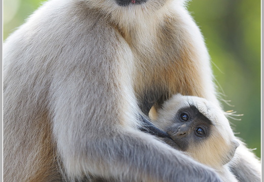 Hanuman-Langur (Semnopithecus)