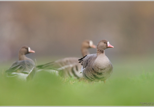 Blässgans (Anser albifrons)