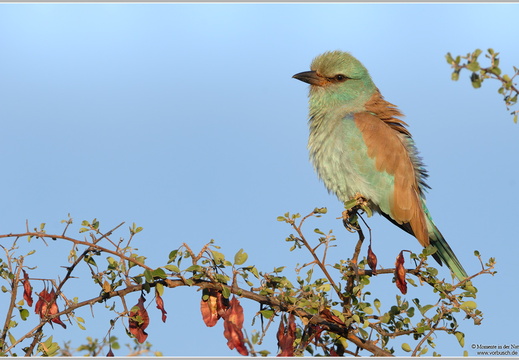 Blauracke (Coracias garrulus)