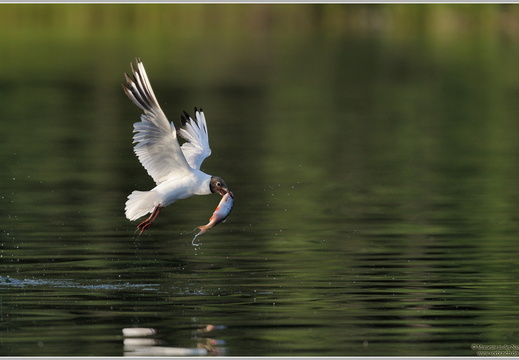 Lachmöwe (Larus ridibundus)