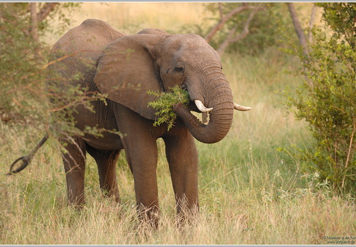 Afrikanischer Elefant (Loxodonta africana)