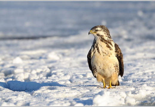 Mäusebussard (Buteo buteo)