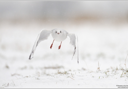 Lachmöwe (Larus ridibundus)
