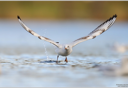 Lachmöwe (Larus ridibundus)