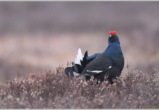 Birkhuhn (Tetrao tetrix)