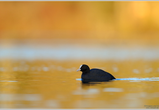 Blässhuhn (Fulica atra)