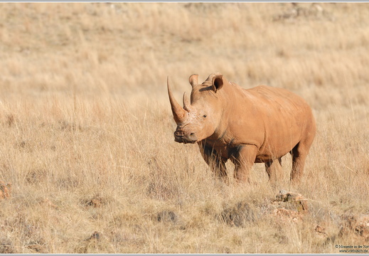 Breitmaulnashorn (Ceratotherium simum)