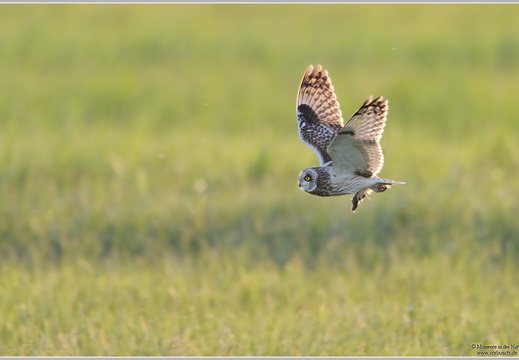 Sumpfohreule (Asio flammeus)